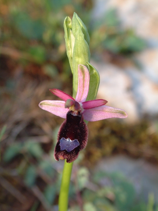 Ophrys bertolonii